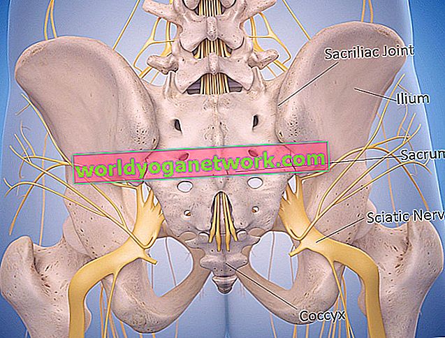 Anatomie 101: Ihr Iliosakralgelenk verstehen
